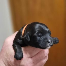 Orange colored collar - Black male Whoodle puppy in O'neill, Nebraska from Willowdale Doodles