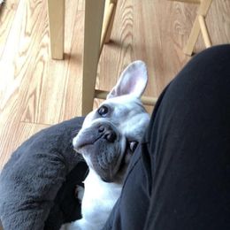 French Bulldog Puppies from Heartfelt Kennels