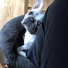 French Bulldog Puppies from Heartfelt Kennels