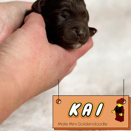 Spot 3 - Chocolate male Goldendoodle puppy in Redmond, Oregon from Bourbon and Lace Doodles