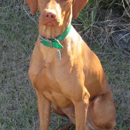 Gunner - Vizsla
