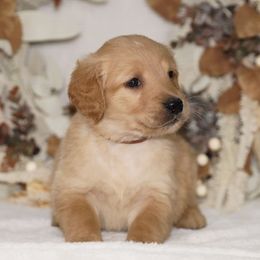 Brown Ribbon - Golden male Golden Retriever puppy in Howard City, Michigan from Sherman's Shepherds