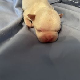 Donnie - Seal brindle and white male Boston Terrier puppy in Johnstown, Colorado from R&M Bostons