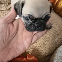 Carrie - Fawn female Pug puppy in Moorefield, West Virginia from Wratchford Farms