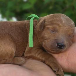 (Green Collar) Boots - Red  male Goldendoodle puppy in Granite Falls Nc, North Carolina from Carolina Goldendoodles