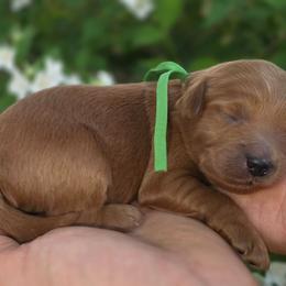 (Green Collar) Boots - Red  male Goldendoodle puppy in Granite Falls Nc, North Carolina from Carolina Goldendoodles