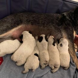Australian Cattle Dog Puppies from LoveAHeeler