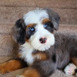 Hendrix - Blue merle male Bernedoodle puppy in Floyd, Virginia from Hearts and Paws Poodles and Doodles