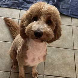 Bentleigh - Goldendoodle