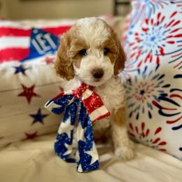 Posie - Red phantom female Aussiedoodle puppy in St George, Utah from Peachydoodlepups