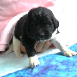 Johnny Be Mine  (blue) - White and black male Newfoundland puppy in Kimball Twp, Michigan from Pine River Newfoundlands