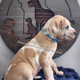 Blue Collar - Harlequin male Great Dane puppy in Alton, Illinois from Show Me Great Danes and Basset Hounds