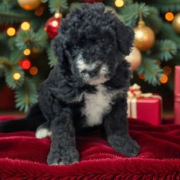 Bronson - Black and white male Sheepadoodle puppy in Seaman, Ohio from Ohio Valley Sheepadoodles