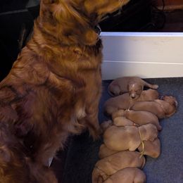 Golden Retriever Puppies from Floden Farm Golden Retrievers
