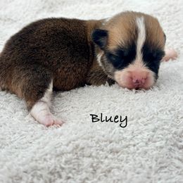 Bluey - White and red female Pembroke Welsh Corgi puppy in Boones Mill, Virginia from Cahas Corgis of Virginia