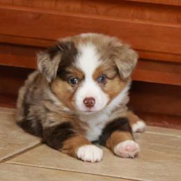 Sage - Red merle male Toy Australian Shepherd puppy in Albia, Iowa from J Bar M Toy and Mini Aussies