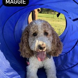 Goldendoodle All Grown Up from Faithfully Yours Doodles