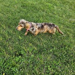 Cricket - Dachshund