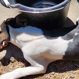Rat Terrier Puppies from KIMBERLEE NILES