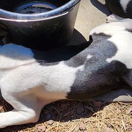 Rat Terrier Puppies from KIMBERLEE NILES