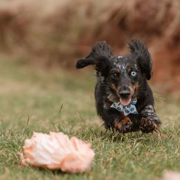Dachshunds from Dugout Creek Dachshunds
