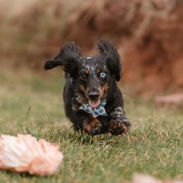 Dachshunds from Dugout Creek Dachshunds