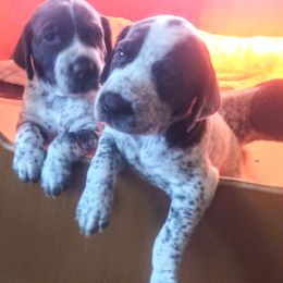 German Shorthaired Pointer Puppies from Redrock German Shorthaired Pointers