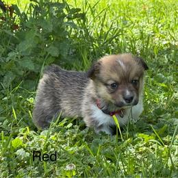 Boy 2-red - Red male Pembroke Welsh Corgi puppy in Glenwood, Minnesota from Minnewaska Corgi Co