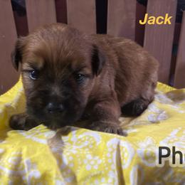 Jack - Wheaten male Soft Coated Wheaten Terrier puppy in Gladewater, Texas from Felicias Swheaties
