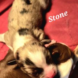 Stone - Blue merle male Toy Australian Shepherd puppy in Viking, Minnesota from Son Shine Farm