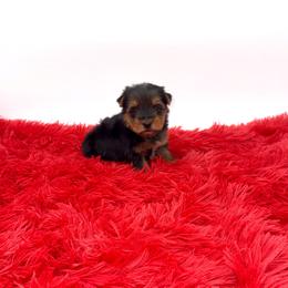 Yorkshire Terrier puppies from The Royal Yorkie Den LLC
