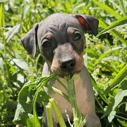 Black and Tan Tri - Black tan and white American Hairless Terrier puppy in Alabama from Flipside
