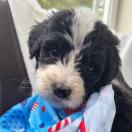 Thyme - Black and white male Assorted Doodle Crosses puppy in Rocky Point, North Carolina from CelticDoods