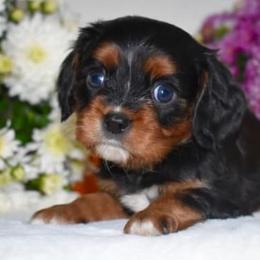 Cavalier King Charles Spaniel puppies from Autumn Nightz Cavaliers