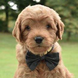 Goldendoodles from Precious Pooches for You