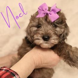 Noel - Parti female Goldendoodle puppy in Enfield, Connecticut from Sweet Connecticut Doodles