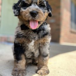 Bernedoodle Puppies from Cairn Ridge Doodles