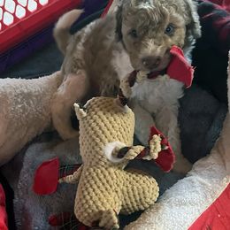 Happy - Apricot male Aussiedoodle puppy in Springfield, Missouri from Doodle Dandy Bernedoodles & Aussiedoodles