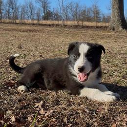 Adios - Black and white male Border Collie puppy in Chattanooga, Tennessee from Ross Vegas Kennels