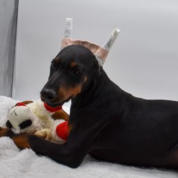 Brown collar male. - Black and rust male Doberman Pinscher puppy in Lafayette, Louisiana from Indah Lux Dobermans