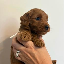 Toadette - Red  female Goldendoodle puppy in Dayton, Tennessee from MK Goldendoodles