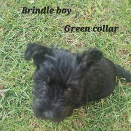 Green collar - Black brindle male Scottish Terrier puppy in Oakley, Michigan from Kassie Lindsay