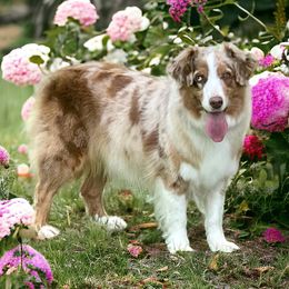 Chickadee - Miniature American Shepherd