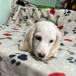 Gray - Piebald male Dachshund puppy in Cumby, Texas from Dog Daze Ranch