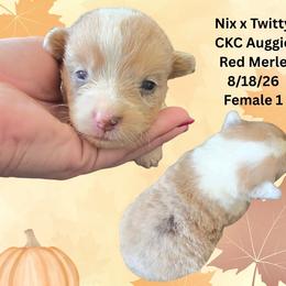 Female 1 - Red merle and white female American Corgi puppy in Campbellsburg, Indiana from Kates Corgis