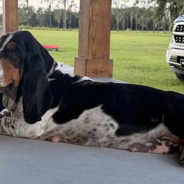 Basset Hounds from Baldwin Ranch Bloodlines