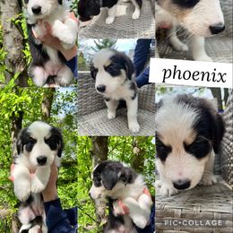 Australian Shepherd Puppies from Virginia Risley