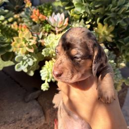 Mr Pickles the chocolate dapple - Dapple male Dachshund puppy in El Cajon, California from Lisa Buxton