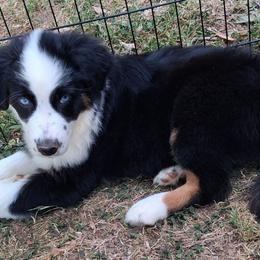 Pooh - Yellow - Boy - Black tri-color male Australian Shepherd puppy in Charlotte, North Carolina from Tranquility Trail Aussies