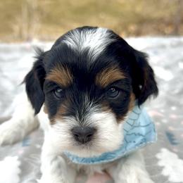 Koda - Tri-color male Cavapoo puppy in Mona, Utah from Hearts Full of Puppies